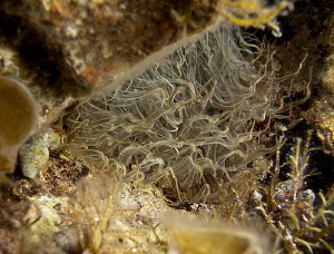 trumpet anemone 
(Aiptasia mutabilis)
Isola Caprera by Chris Krambeck 